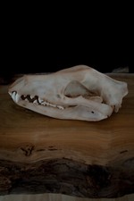 Tasmanian Tiger (Thylacine) Skull Replica – Life Size Extinct Marsupial Display picture