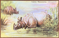 Indian Rhinoceros, Tuck Oilette, In the Jungle, A/S Maude Serivener, ca 1910 PC picture