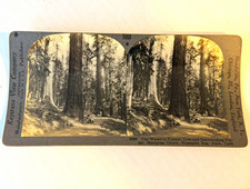 Giant Redwood Trees  1906 Mariposa,Ca. Rare picture