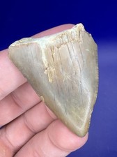 1.88” Pathological Deformed GREAT WHITE Shark Tooth Fossil Shark Teeth Fossils picture