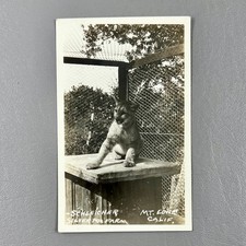 Postcard RPPC Mountain Lion Schleicher Silver Farm Mt Lowe California Big Cat picture