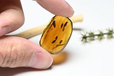 Swarm of 7 Coleoptera (Beetle), Fossil Insect Inclusion in Burmese Amber picture