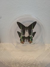 Vtg Real Green Page and Sunset Moth Butterfly Signed 2004 Frame Acrylic  Display picture