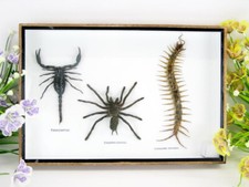 XXL poison box with tarantula, scorpion, centipede - showcase - museum quality picture