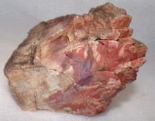 A Great Northern Arizona Petrified Wood 3 Lb 10.5 oz (Flying Dragon) picture