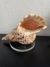 Charonia tritonis 14” Giant Snail shell Specimen Tritons Trumpet Rare Claws picture