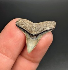 Stunning XL Bull Shark Tooth Venice Florida Gem picture