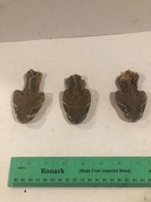 Set of 3 Real Western Diamondback Stuffed Rattlesnake Heads Taxidermy Closed picture