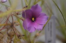 Byblis Gigantea 8+ Seeds Rainbow Carnivorous Plant picture
