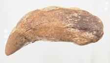 3.5” Ice Age Cave Bear Canine Tooth Fossil Genuine Ursus Spelaeus Rooted Tooth picture
