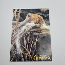 Cabelas Beaver Postcard Dundee Michigan Wildlife Nature Photo Bill Diers picture