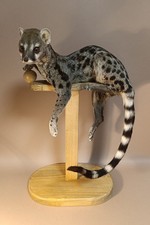 Taxidermy, Cabinet De Curiosites: Genetta picture