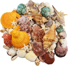 135 PCS Sea Shells Mixed Beach Seashells Starfish, Colorful Various Sizes Natura picture