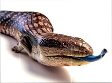 (2421) 30-3-2026 - Austrlaia - Blue Tongue Lizard ( maxicard) picture