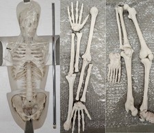 NEW (Vintage) Antique Display Skeleton 33” tall Searle Pfizer + Base COLLECTIBLE picture