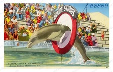 Marineland Florida 1920s Flippy Porpoise Show Standard Postcard picture