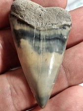Extinct Lesser Great White Mako Hastalis From Venice Fl Golden Beach 2.21 picture