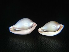 PSEUDOSIMNIA CARNEA: RARELY OFFERED DEEP-WATER OVULID PAIR @ 11.93MM & 11.57MM picture
