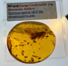 A101 BU419 Big Cockroach in 10gram authentic Burmese Amber (Myanmar) ~99 million picture