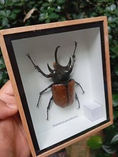 Real 5 Horned Eupatorus gracilicornis Taxidermy Insect Bug Beetle Wall Decor Gif picture