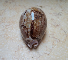 F Cypraea rosea mappa WOW singularis great pattern natural glossy F++++ 78.7mm picture