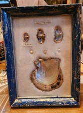 UNIQUE FRAMED CULTURED PEARLS AND SHELLS OYSTER GROWTH DISPLAY  picture