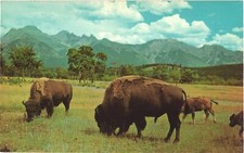 Buffalo Bison Roam The Range American West Chrome Postcard Dexter Press Unused picture