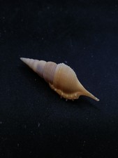 Tibia powisi 66mm seashell Sea shell. Beach #14351 picture