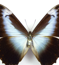 RARE Morpho telemachus ssp. perseus   Powder Blue Morpho,  Unspread, Guyana picture