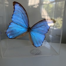 Real Butterfly Taxidermy In Acrylic Display signed M. Hill '90 Blue Morpho picture