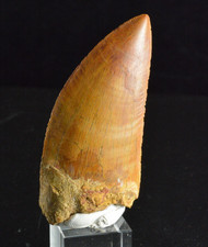 Carcharodontosaurus Dinosaur Tooth, Kem Kem, Morocco, 2.61