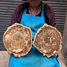 7.12LB 2pcs Natural Petrified Wood Crystal Fossil Slice Shape Specimen Healing picture
