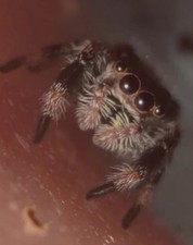 Regal Jumping Spider Around i4/i5 picture