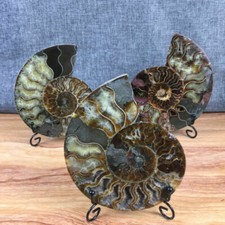 TOP 200G+ Natural ammonite fossil conch crystal specimen healing care picture