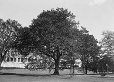 The Cameron Elm one of old trees Capitol grounds 1921-1923 Old Photo picture