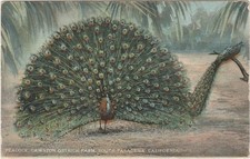 Peacock-Cawston's Ostrich Farm-Pasadena-Ca-California picture