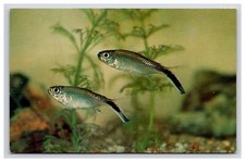 Postcard: Fish #29: 1962 Hockey-Sticks Of The Genus Thayeria - Unposted picture