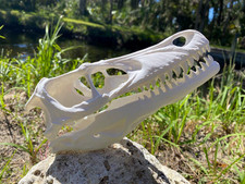 velociraptor Skull Replica (velociraptor mongoliensis) picture