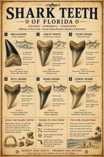 Shark Teeth of Florida Poster 13x19 – Vintage Megalodon Fossil Shark Tooth picture