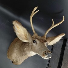 Taxidermy Deer Head Shoulder Mount Antlers 4 Point Rustic Cabin Wall Decor Brown picture
