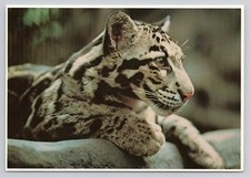 Clouded Leopard In Tropics Exhibit Minnesota Zoological Garden Postcard picture