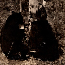 * Antique RPPC Spikehorn Meyer With Two Bears Harrison MI Upper Peninsula picture