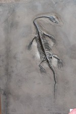 Dinosaur Fossil Replica Wall Art Decor picture