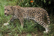 Hi- Line Gift 87694 Decorative Leopard Stalking Statue picture