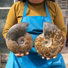 2pcs 5.17LB Polishing and Restoration of Natural Conch Specimens Madagascar 4683 picture
