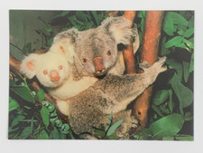 Queensland Koala San Diego Zoo California Postcard Unposted picture