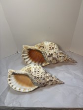 Pair Extra Large Sea Shell Triton's Trumpet / Tritonis / Charonia Shell picture