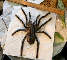 Haplopelma minax - X-Large, Expertly Spread Bird-Eating Tarantula picture