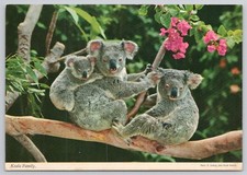 Vintage Koala Family Postcard Lone Pine Sanctuary Brisbane Australia picture