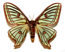 Insect Butterfly Moth Actias Graellsia isabellae-Rare FEMALE Spanish Moon Moth picture